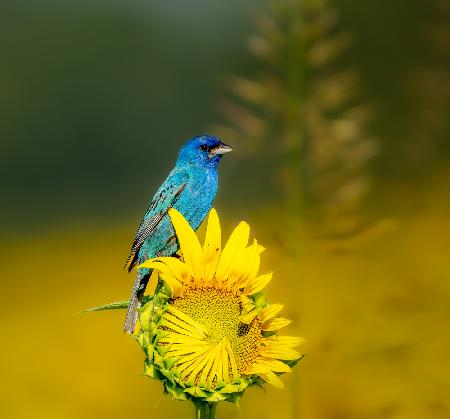 Indigo bunting