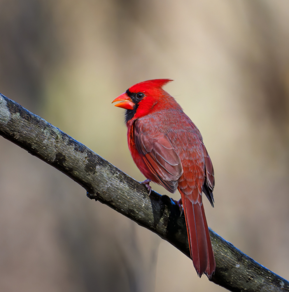 Cardinal von Macro and nature photography