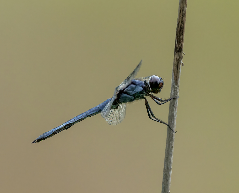 Dragonfly von Macro and nature photography