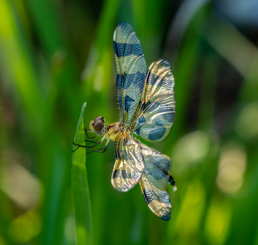 Dragonfly von Macro and nature photography