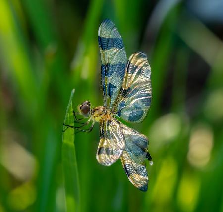 Dragonfly