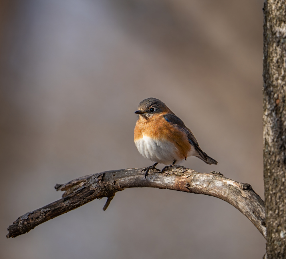 Eastern bluebird von Macro and nature photography