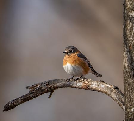 Eastern bluebird