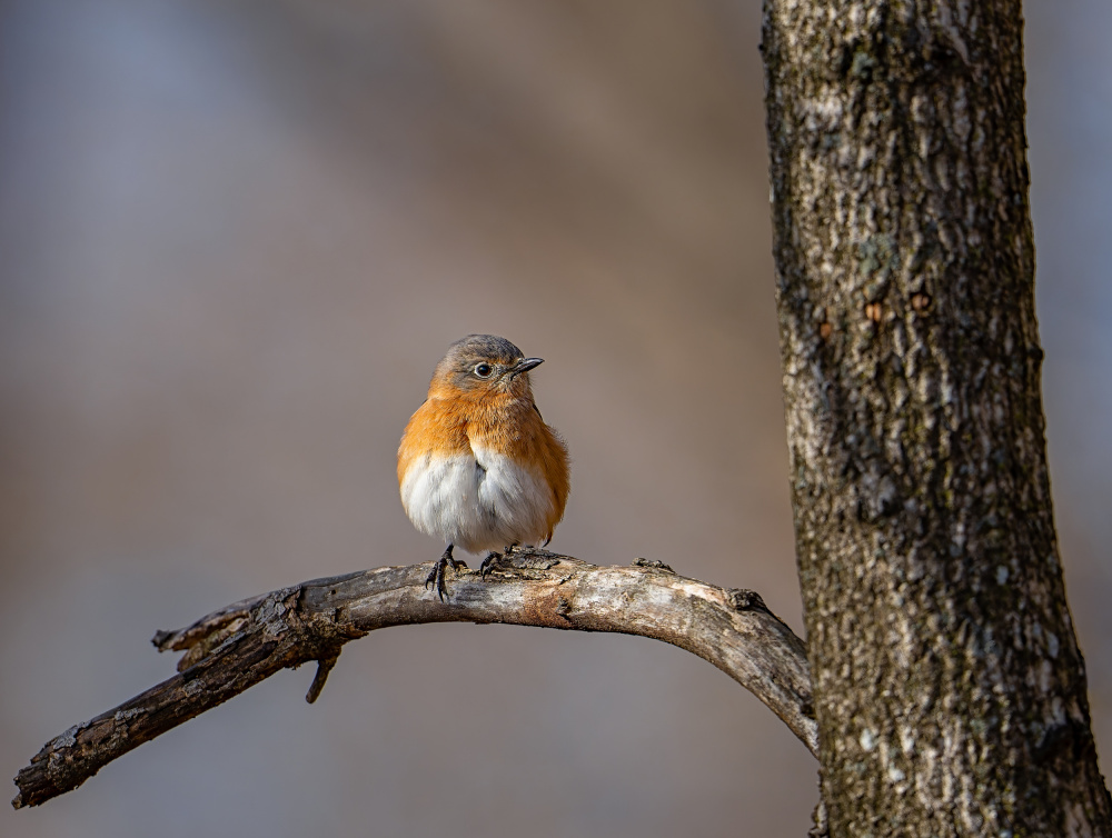 	 Eastern bluebird von Macro and nature photography