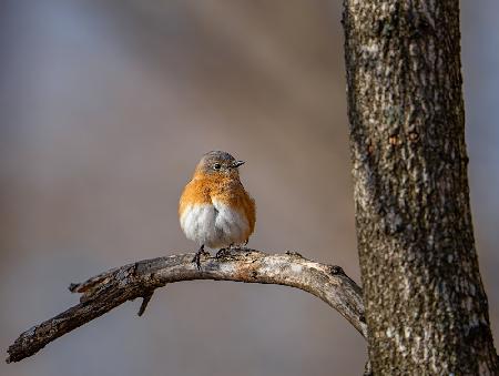 	 Eastern bluebird