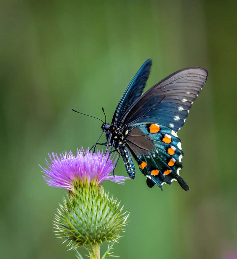 Pipevine swallowtail von Macro and nature photography