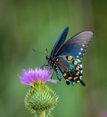 Pipevine swallowtail