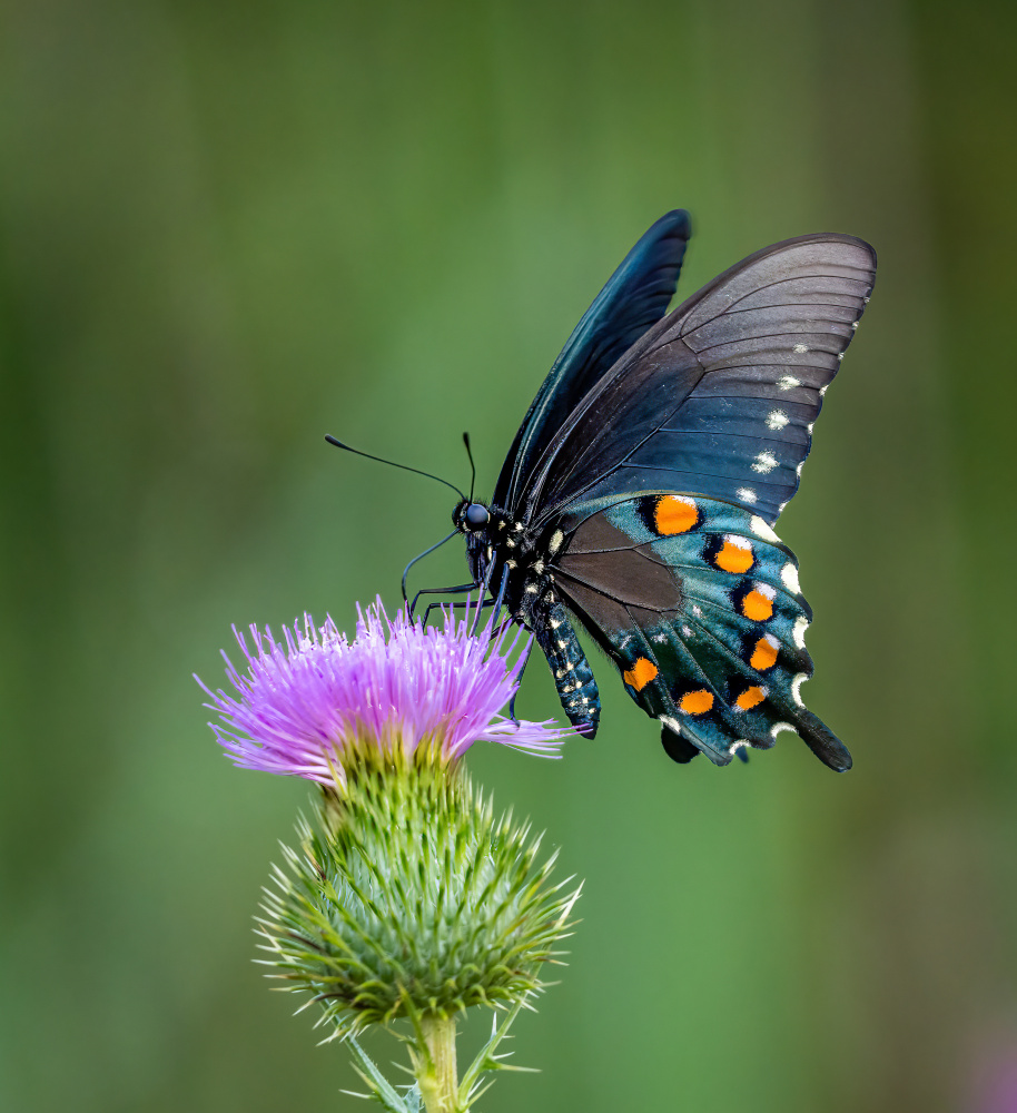 	 Pipevine swallowtail von Macro and nature photography