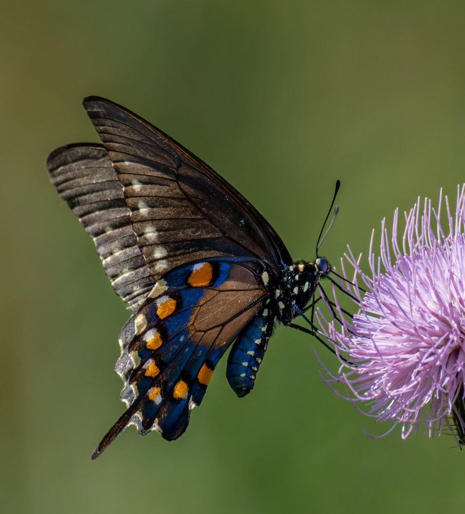 Pipevine swallowtail von Macro and nature photography