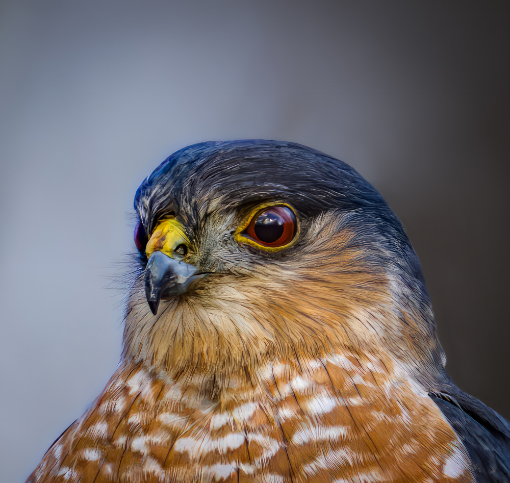 Sharp shinned hawk von Macro and nature photography