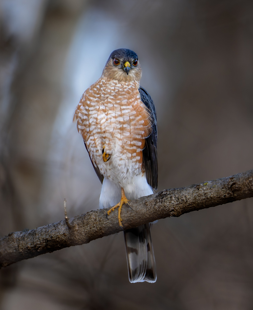 Sharp shinned hawk von Macro and nature photography