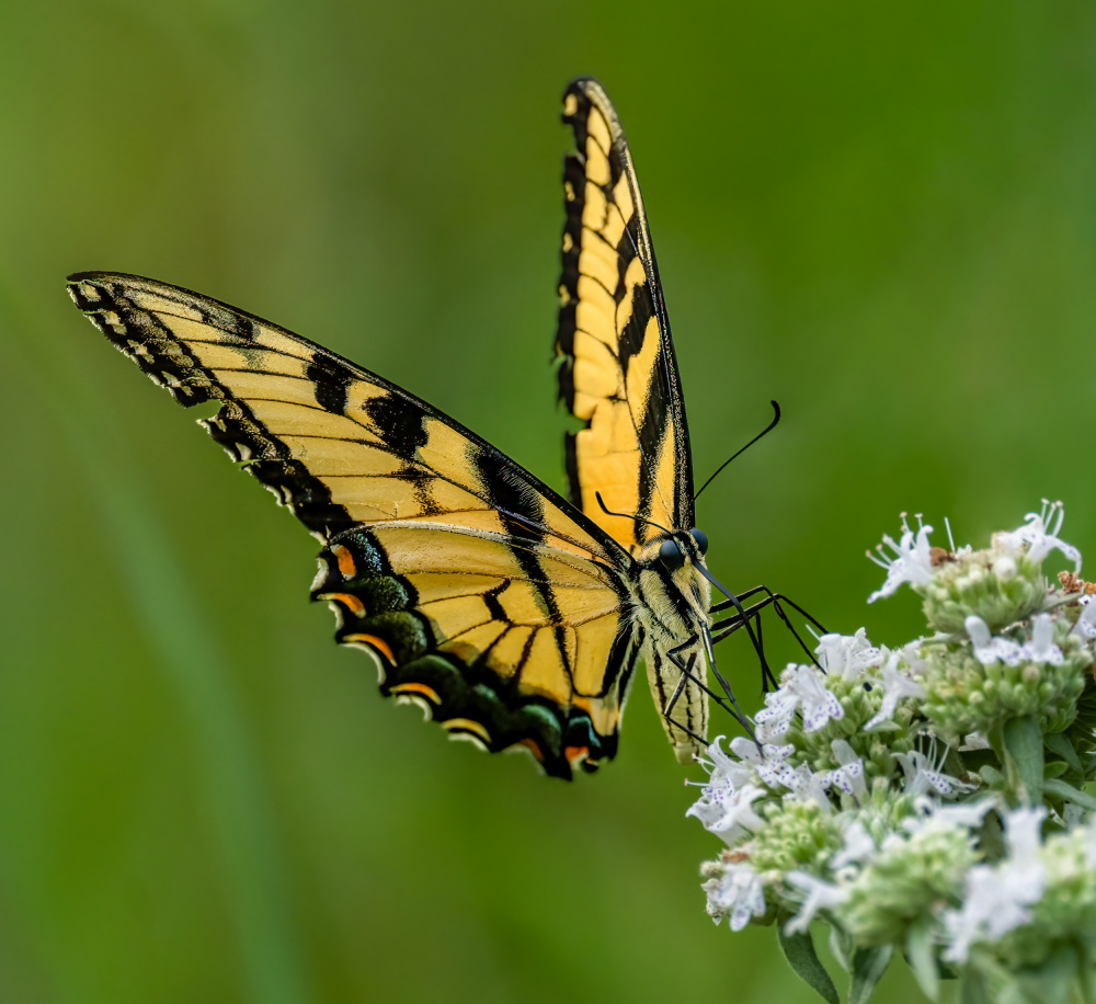 Eastern tiger swallowtail von Macro and nature photography