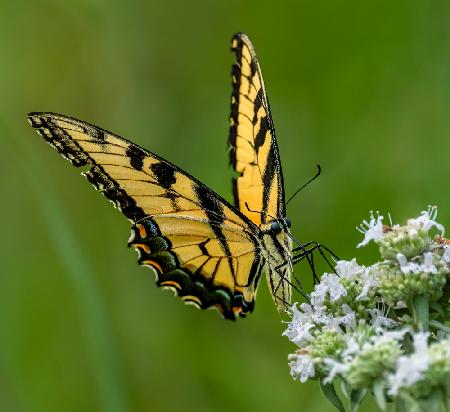 Eastern tiger swallowtail