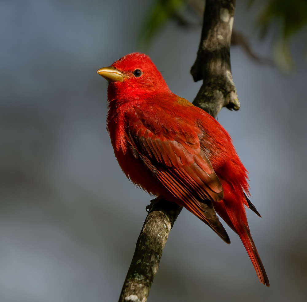 Summer tanager von Macro and nature photography