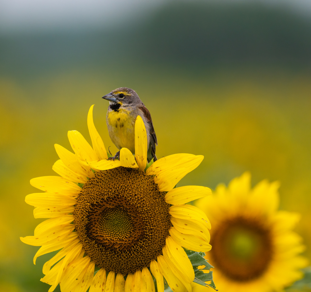 Bird on a sunflower von Macro and nature photography