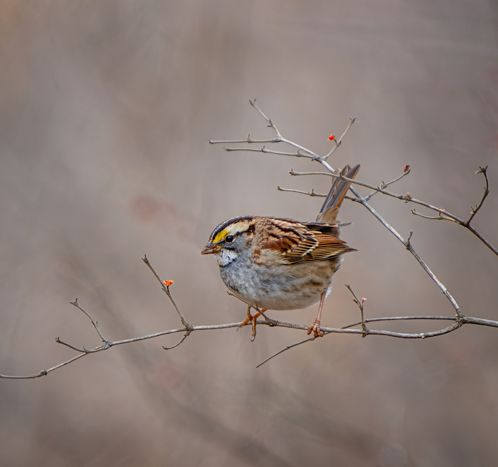 White throated sparrow von Macro and nature photography