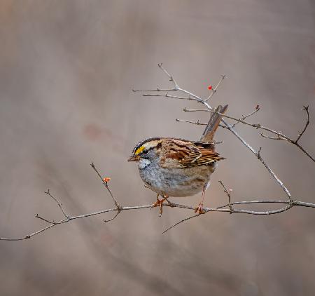 White throated sparrow