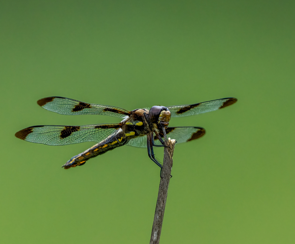 Twelve spotted skipper Dragonfly von Macro and nature photography