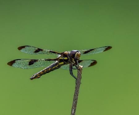 Twelve spotted skipper Dragonfly