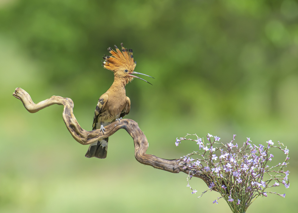 Bird and me von Madjid Momeni-Moghaddam