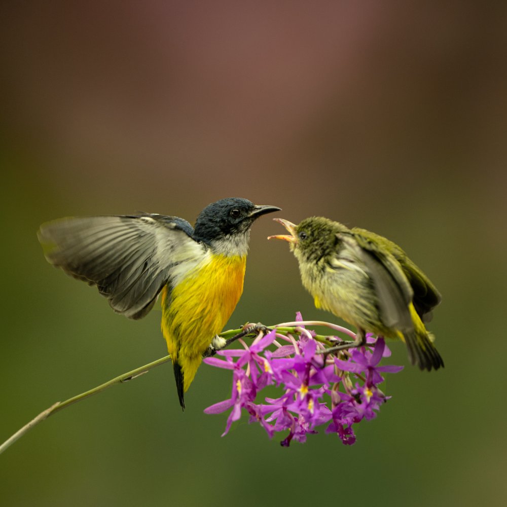 Orange bellied flowerpecker von Magdalena Fifi