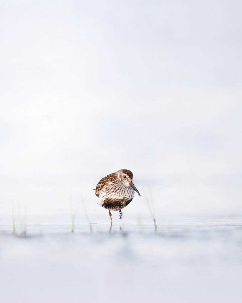 Dunlin standing in water von Magnus Renmyr