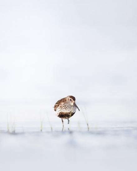 Dunlin standing in water