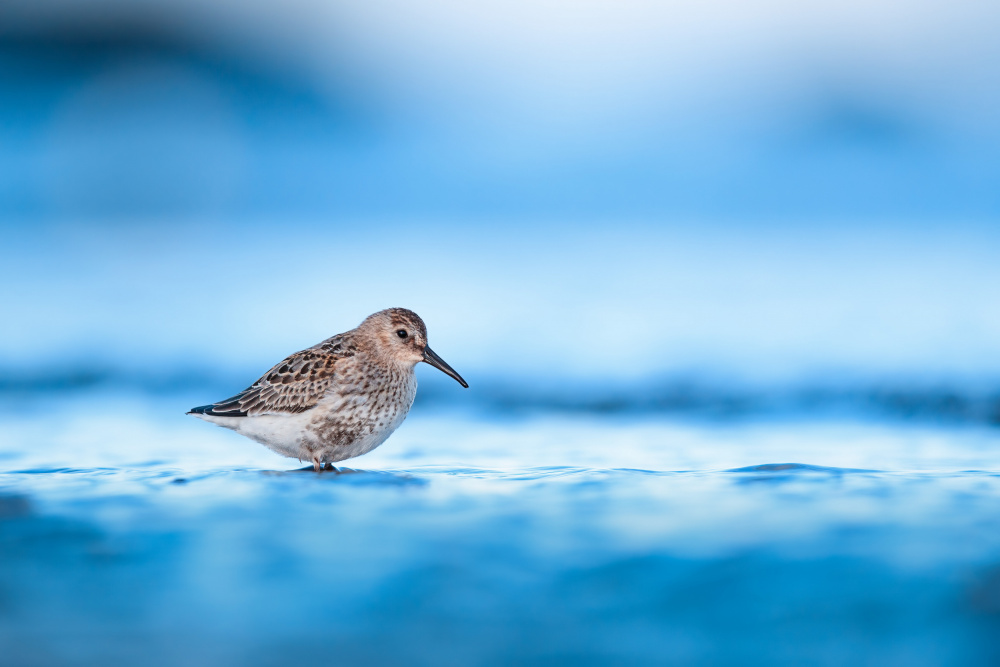 Dunlin during autumn migration von Magnus Renmyr