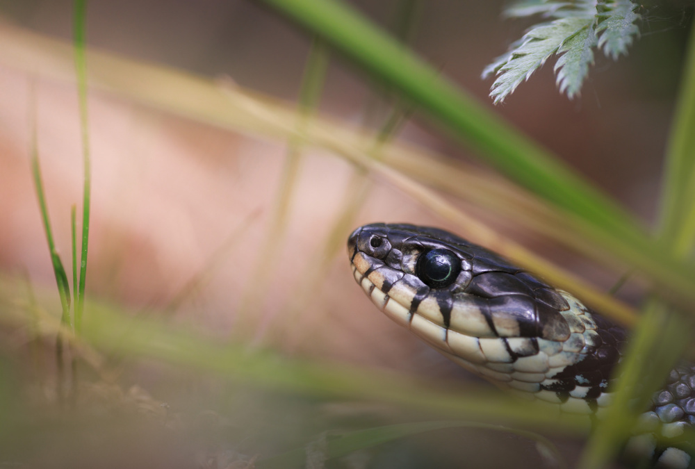 Encounter with a grass snake von Magnus Renmyr