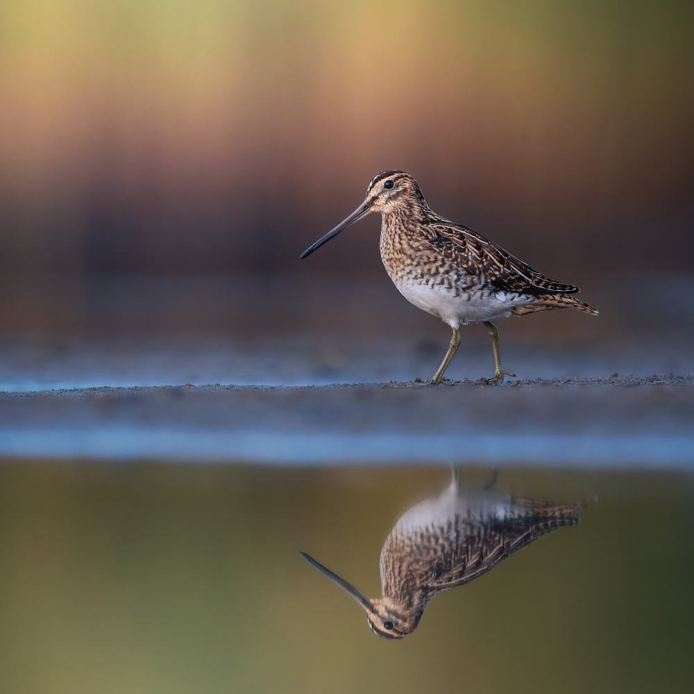 Common snipe with reflection and colorful background von Magnus Renmyr