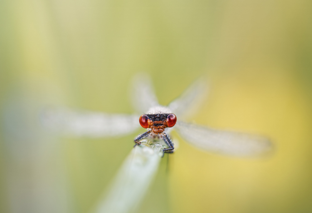 Eye-contact with a red-eyed damselfly von Magnus Renmyr