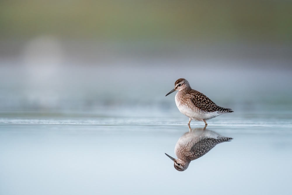 Wood sandpiper (Tringa Glareola) with reflection von Magnus Renmyr