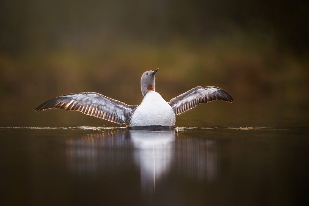 Greeting the morning with open arms von Magnus Renmyr