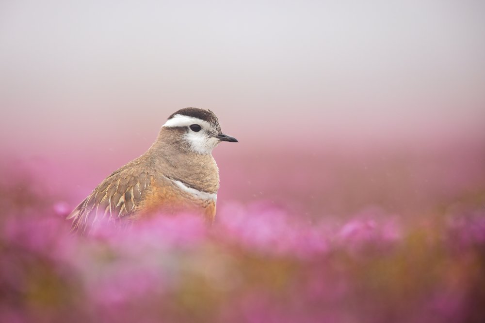 Dotterel in a pink setting von Magnus Renmyr