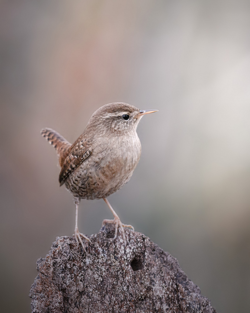 A wren posing in the open von Magnus Renmyr