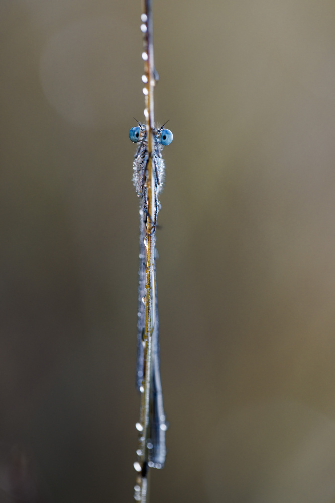 Common bluet von Magnus Renmyr