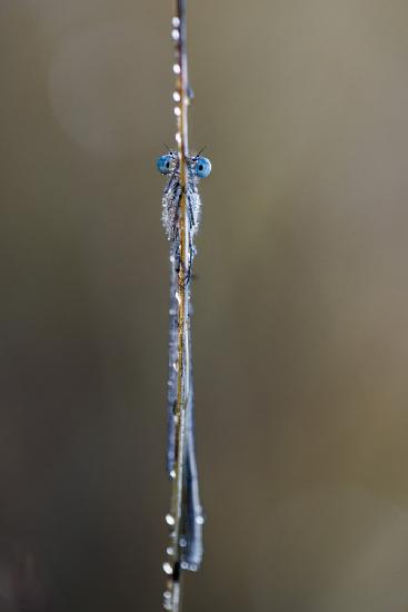 Common bluet