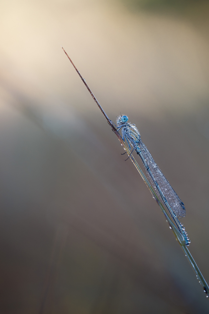 Common bluet von Magnus Renmyr