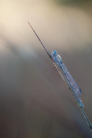 Common bluet