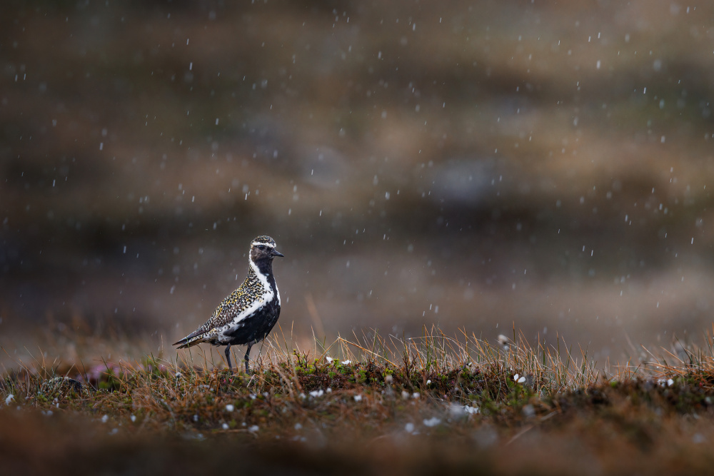 Golden plover in rainfall von Magnus Renmyr