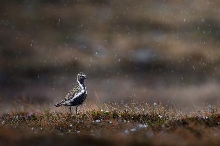 Golden plover in rainfall