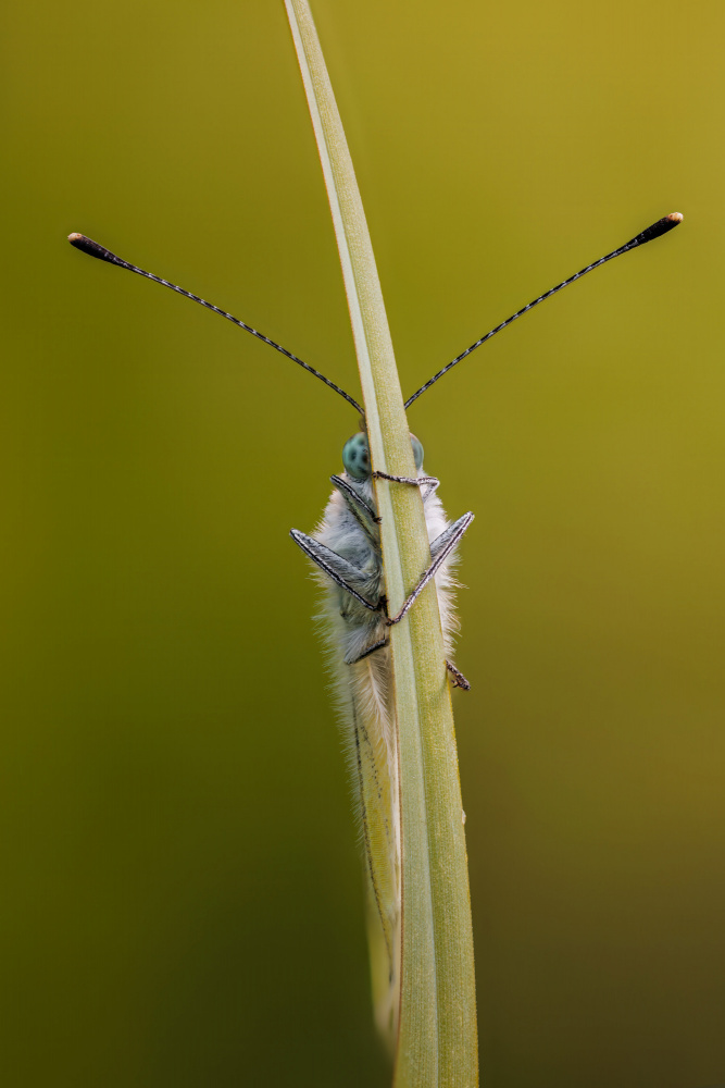 Green-veined white von Magnus Renmyr