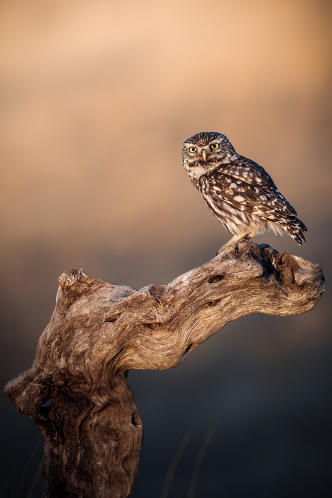 Little owl von Magnus Renmyr