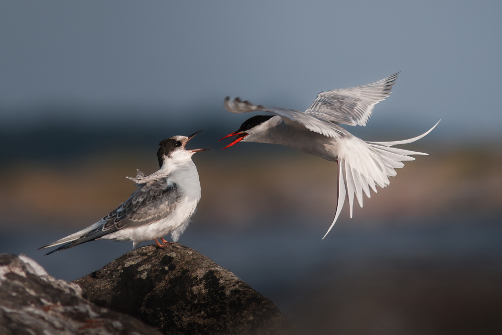 Home delivery, arctic tern style von Magnus Renmyr