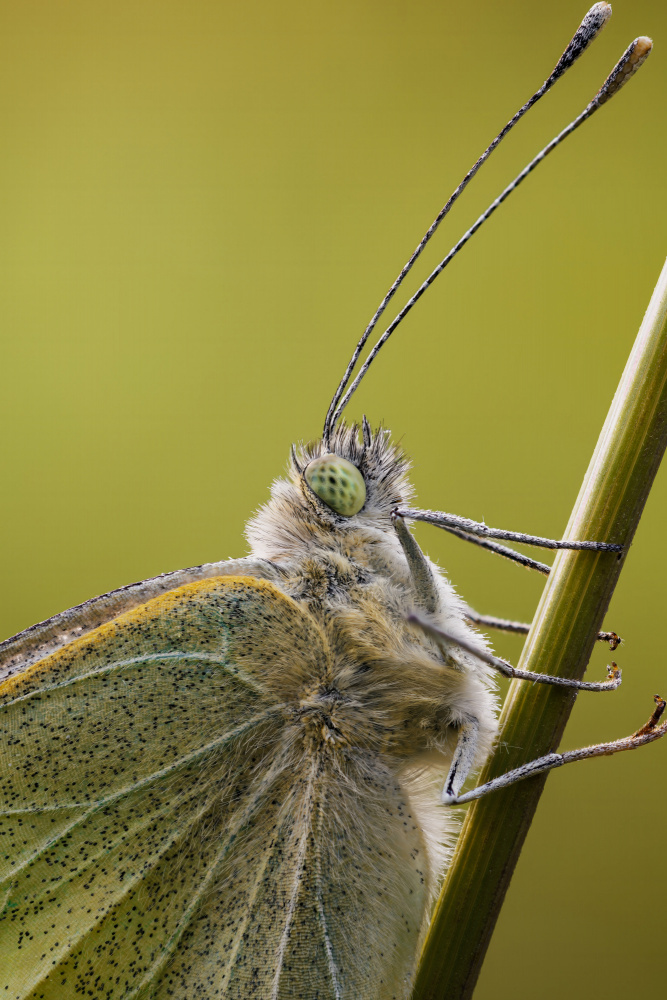 Close-up of a cabbage white von Magnus Renmyr