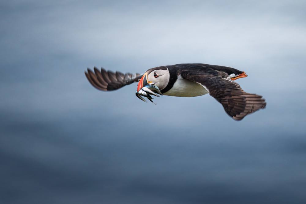 Puffin with fishes in its beak von Magnus Renmyr