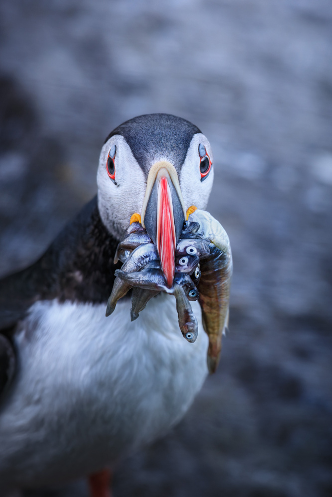 Puffin with breakfast von Magnus Renmyr