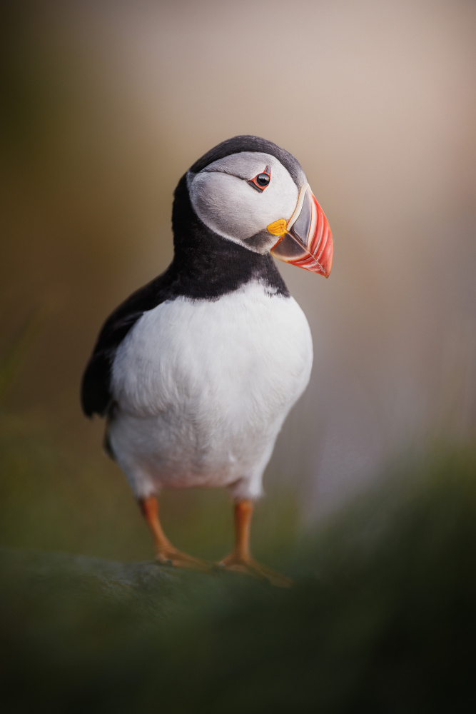 Puffin posing in the late night sun von Magnus Renmyr