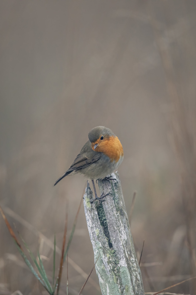 Portrait of a robin in autumn von Magnus Renmyr