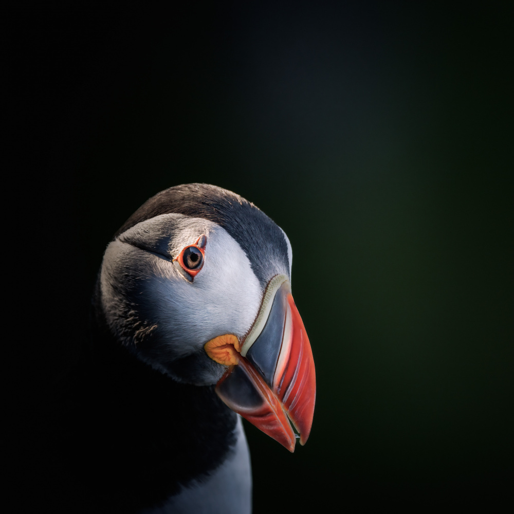 Portrait session with a puffin von Magnus Renmyr